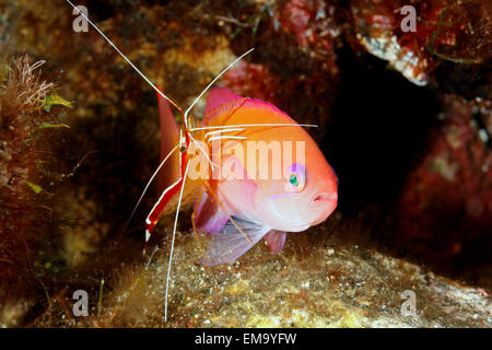 Female Stocky Anthias, also known as a Pink Basslet, Pseudanthias hypselosoma, being cleaned by a White Banded Cleaner Shrimp, Lysmata amboinensis Stock Photo