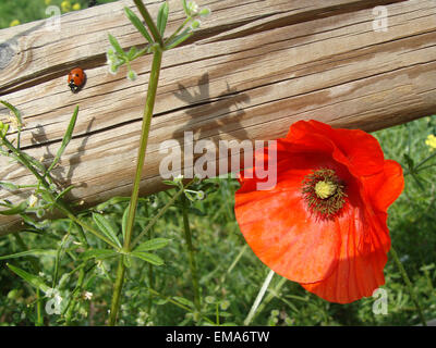poppy flower close up Stock Photo