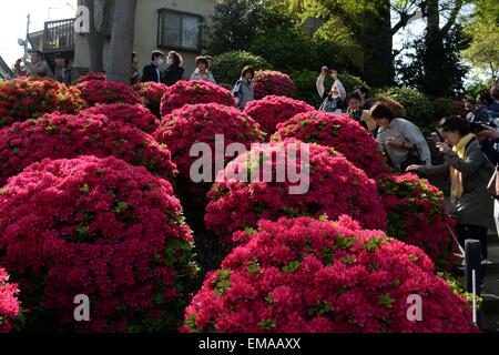 (150418) -- TOKYO, April 18, 2015 (Xinhua) -- Visitors appreciate Rhododendron flowers at the Nedu Jinja in Tokyo, Japan, April 18, 2015. Around 1000 species of rhododendron are in blossom here. (Xinhua/Ma Ping) (zcc) Stock Photo