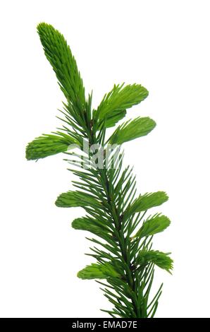 spruce twig isolated on white background Stock Photo