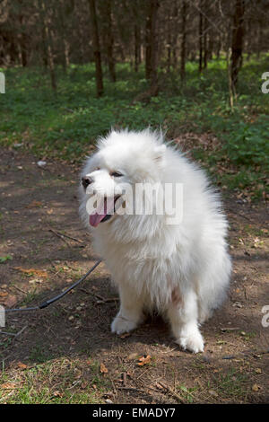 Samurai dog in Thetford Forest Norfolk Stock Photo