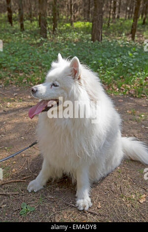 Samurai dog out walking in Thetford Forest Norfolk Stock Photo