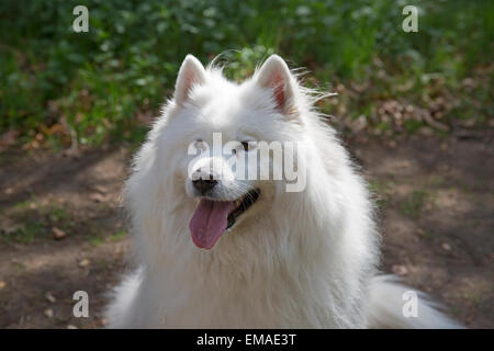 Sunshine brings dogwalkers out in Thetford Forest Norfolk Stock Photo