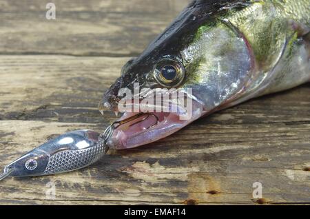 long zander on old plank background Stock Photo