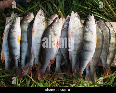 caught perches  and fishing-rod on grass Stock Photo