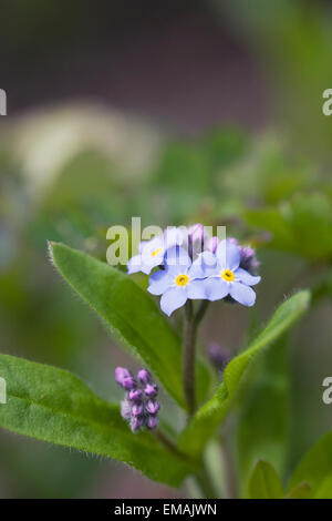 Myosotis sylvatica . Forget me not in an English garden. Stock Photo