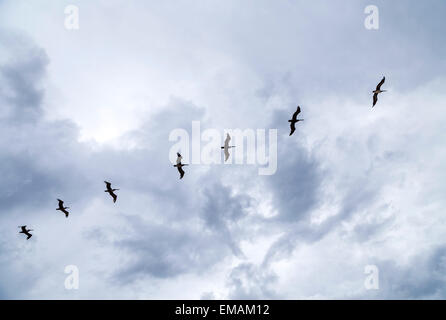 birds flying in heavy rain over the ocean Stock Photo