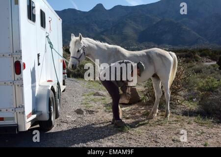 Cleaning out my Arabian's feet before heading out on a trail ride, Sandia Mountains of New Mexico - USA Stock Photo