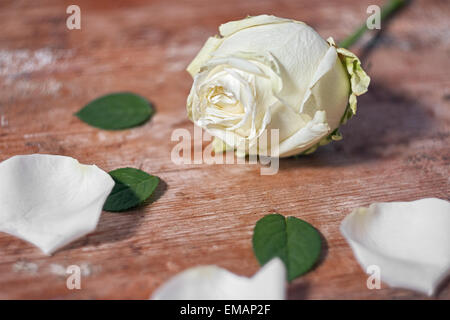 White rose on a wooden base Stock Photo