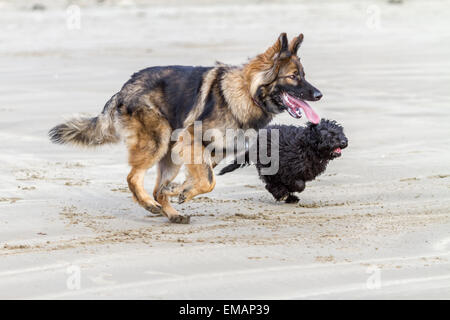 Two dogs running together on a sandy beach Stock Photo
