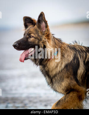 Alert German Shepherd Dog Alsatian in the sea waiting for a command. Stock Photo