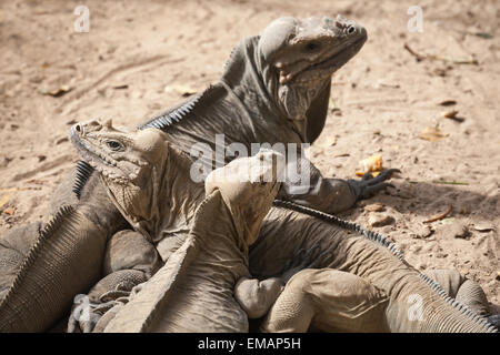 Group of Rhinoceros Iguanas, lizards in the family Iguanidae, Dominican Republic, photo with selective focus and shallow DOF Stock Photo