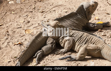 Two Rhinoceros Iguanas, lizards in the family Iguanidae, Dominican Republic, photo with selective focus Stock Photo