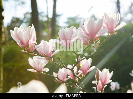 Branch with magnolia flowers in bloom Stock Photo