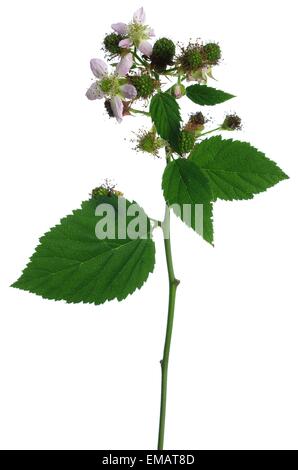 blackberry flower and leaf on white background Stock Photo