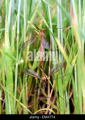 mosquitos mating on plants background Stock Photo