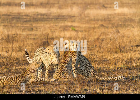 Four Cheetah, South Africa. One adult female with three sub-adult cubs Stock Photo