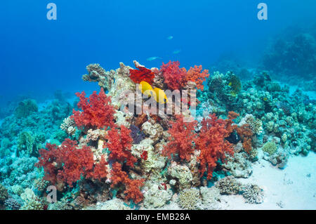 Golden butterflyfish (Chaetodon semilarvatus) with soft corals (Dendronephthya sp) on coral reef.  Egypt, Red Sea. Stock Photo
