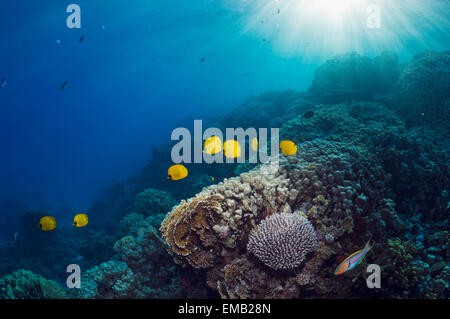 Golden butterflyfish (Chaetodon semilarvatus) over coral reef with shafts of sunlight.  Egypt, Red Sea. Stock Photo