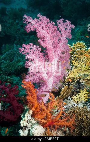 Soft corals [Dendronephthya sp.].  Egypt, Red Sea. Stock Photo