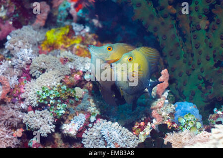 Brushtail tang or surgeonfish (Zebrasoma scopas).  Philippines, Indo-Pacific. Stock Photo