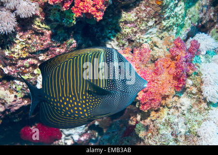 Red Sea sailfin tang or Desjardin's sailfin tang (Zebrasoma desjardinii).  Egypt, Red Sea. Stock Photo