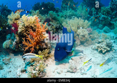 Blue triggerfish (Pseudobalistes fuscus) guarding egg mass in large 'nest'.  Egypt,  Red  Sea. Stock Photo