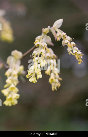 Corylopsis sinensis var. sinensis flowers in Spring. Stock Photo