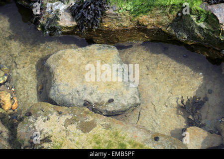 Rockpool on Beach, Ambleteuse, Pas de Calais, France Stock Photo