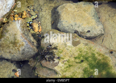 Rockpool on Beach, Ambleteuse, Pas de Calais, France Stock Photo