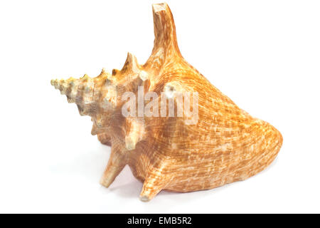 Marine sea shell isolated on white Stock Photo