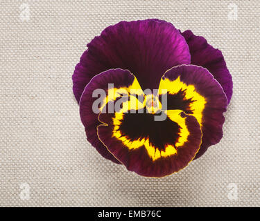 Greeting card with purple pansy. Mothers day concept. Single spring flower on linen fabric background. Copy space Stock Photo