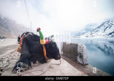 Beautiful yak at Tsomgo Lake Stock Photo