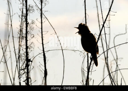 Singing Marsh Warbler Stock Photo