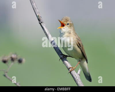 Singing Marsh Warbler Stock Photo