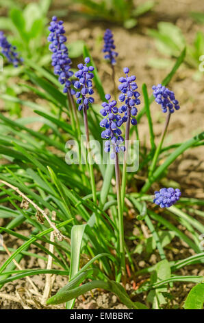 Wild-growing flowers of a purple lupine Stock Photo