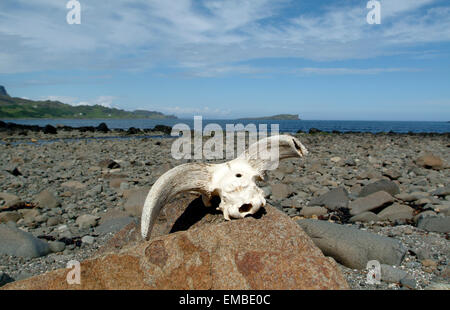 Mufflon skull on an pepple beach on Isle of Skye Scotland Europe Stock Photo