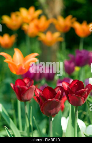 Tulips Field  (genus tulipa) in holland netherlands in blossom