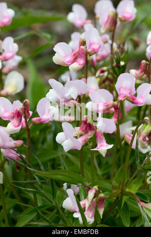 Flowers of the spring vetchling, Lathyrus vernus f. Roseus Stock Photo