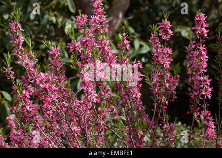 Red-pink spring flowers of the dwarf Russian almond, Prunus tenella 'Fire Hill' Stock Photo