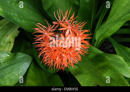 red flower of Scadoxus cinnabarinus plant