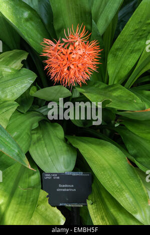 Scadoxus cinnabarinus plant in Palm House, The Royal Botanic Gardens, Kew, London England United Kingdom UK