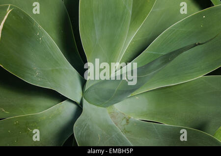 Foxtail agave Agave attenuata green leaves of succulent plant Stock Photo