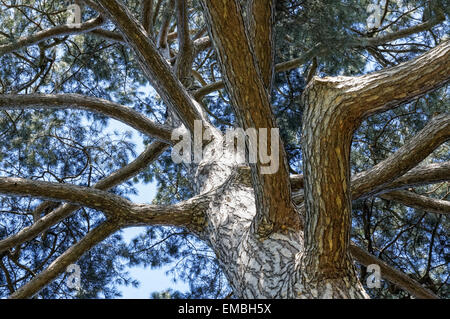 Conifer tree with strong branches Stock Photo