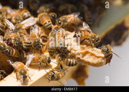 Honeybees on a queen cell, or swarm cell, usually found along the bottom of a frame, which has a new queen growing in it Stock Photo