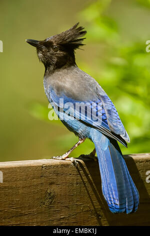 Steller's Jay (Cyanocitta stelleri) sitting on the back of a garden bench in Issaquah, Washington, USA.. Stock Photo