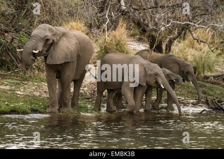 African Elephant herd with adults and juveniles drinking from the Zambezi River, Zimbabwe, Africa Stock Photo