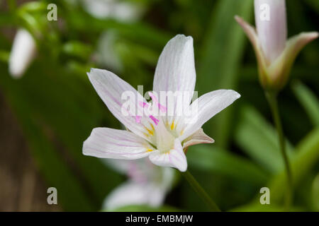 Eastern spring beauty (Claytonia virginica), aka Virginia spring beauty, and fairy spud growing in spring - Virginia USA Stock Photo