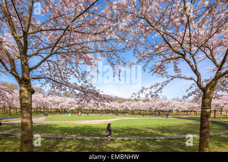 Amsterdam Amsterdamse Bos Bloesempark Cherry Blossom Park. A little Asian girl is running underneath blossoms in peak bloom Stock Photo