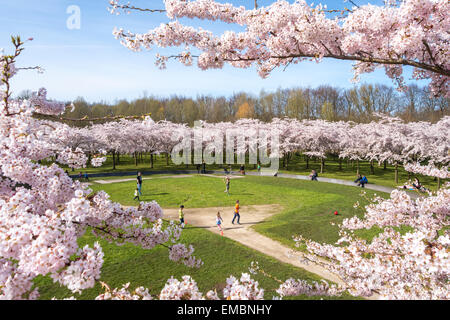 Amsterdam Amsterdamse Bos Bloesempark Cherry Blossom Park boys girls father children families playing soccer football in spring Stock Photo